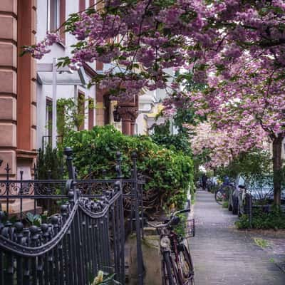 Rose Street at blooming period, Bonn, Germany