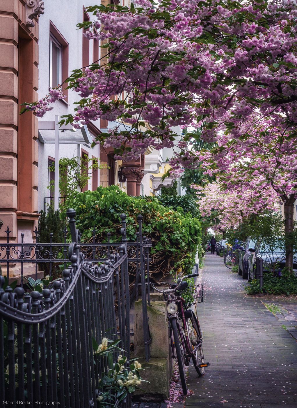 Rose Street at blooming period, Bonn, Germany