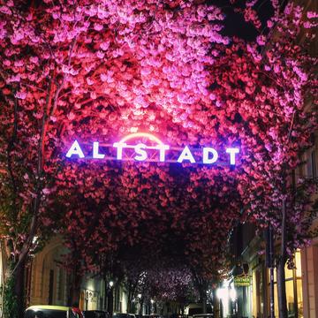'Altstadt' cherry trees, Bonn, Germany