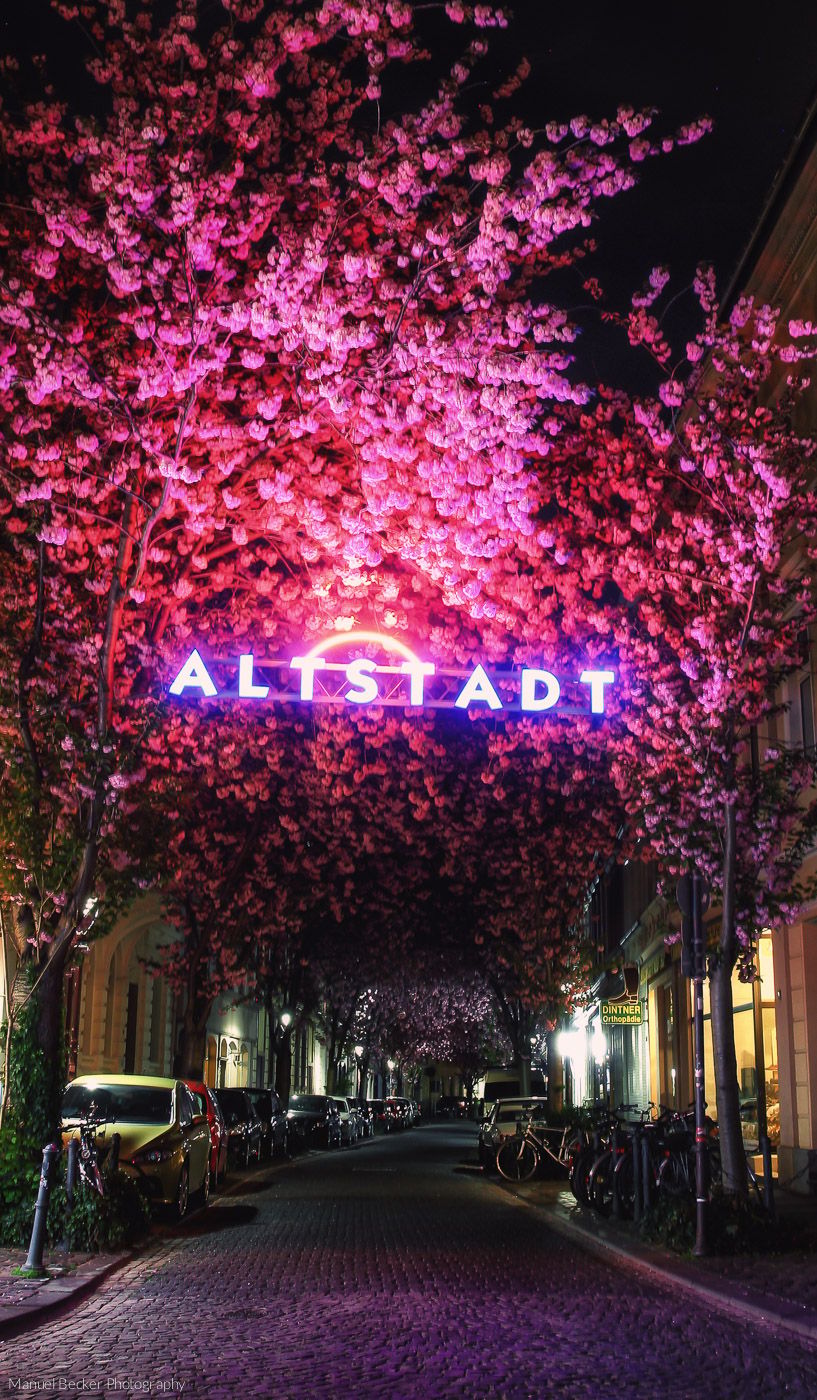 'Altstadt' cherry trees, Bonn, Germany