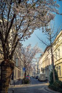 Beginning of cherry tree blooming period, Bonn