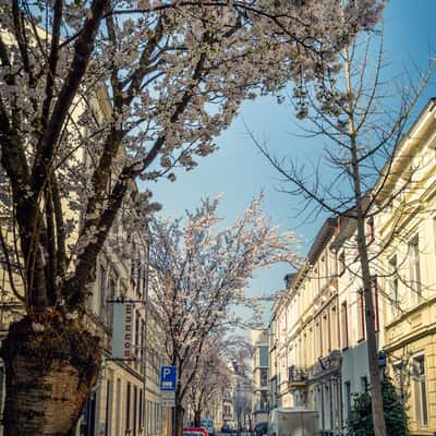 Beginning of cherry tree blooming period, Bonn, Germany