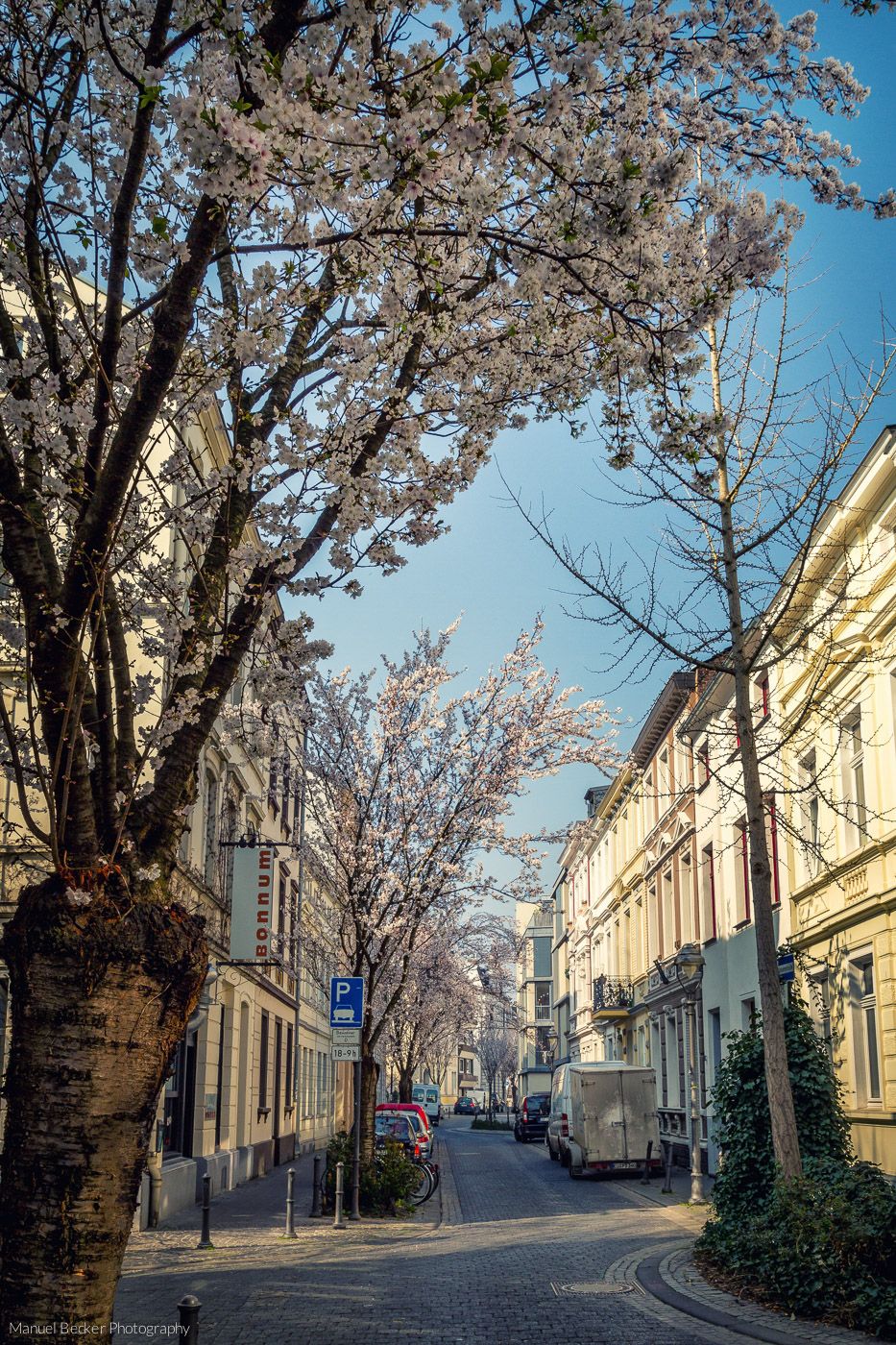 Beginning of cherry tree blooming period, Bonn, Germany