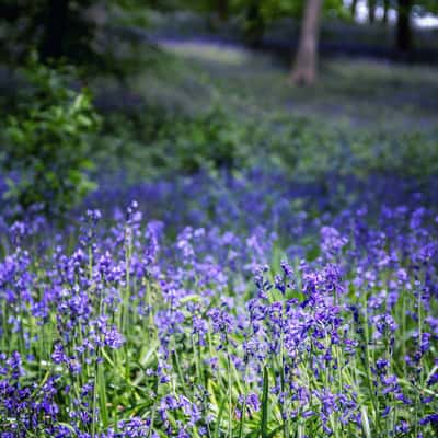 Bluebell wood, Hückelhoven, Germany