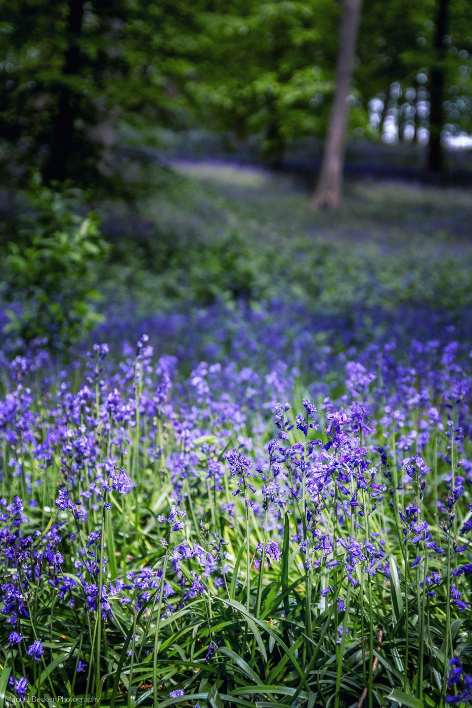 Bluebell wood, Hückelhoven, Germany