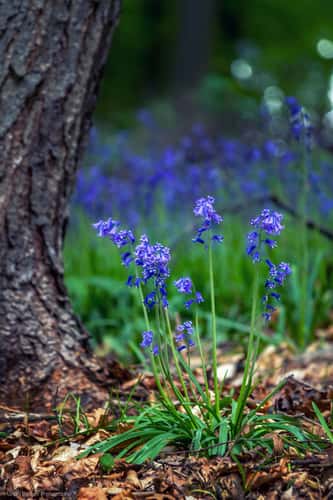 Bluebell wood, Hückelhoven