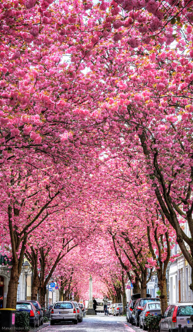 How to Visit the Cherry Blossom Avenue in Bonn, Germany - That One