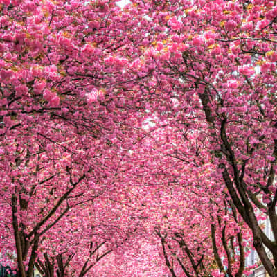 Cherry trees at Heerstreet, Bonn, Germany