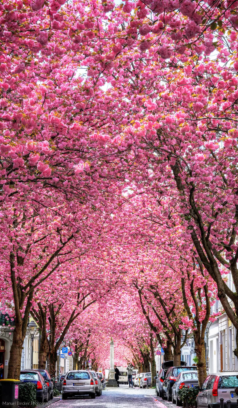 Cherry trees at Heerstreet, Bonn, Germany