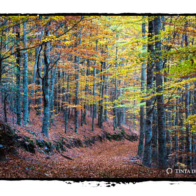 Bosque das Faias - Grove of beech trees, Portugal