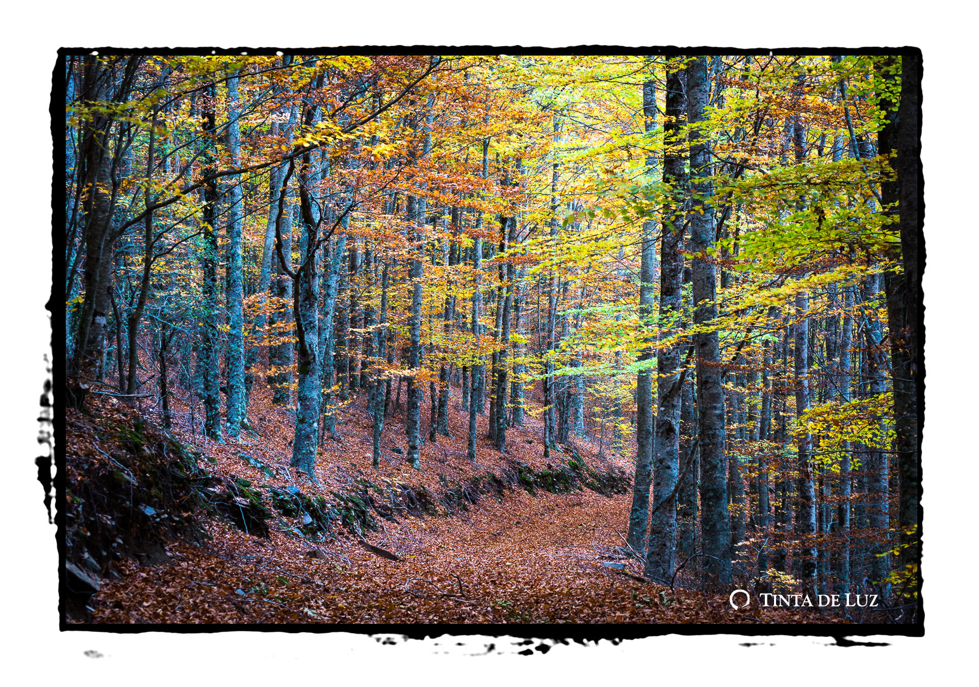 Bosque das Faias - Grove of beech trees, Portugal