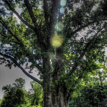 Signal Tree, USA