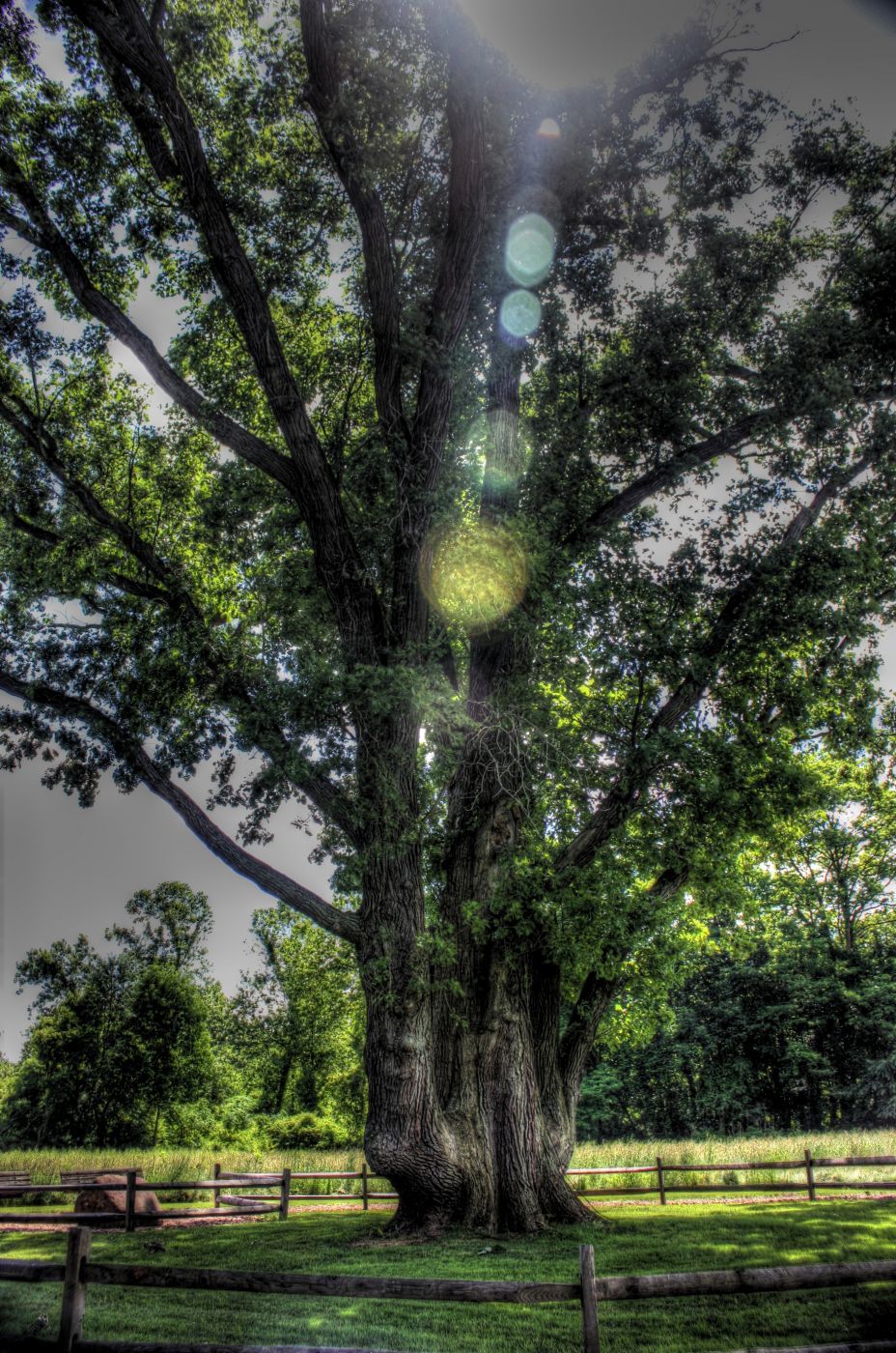 Signal Tree, USA