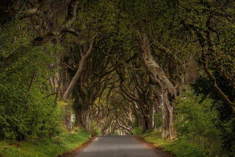 The Dark Hedges (Road)
