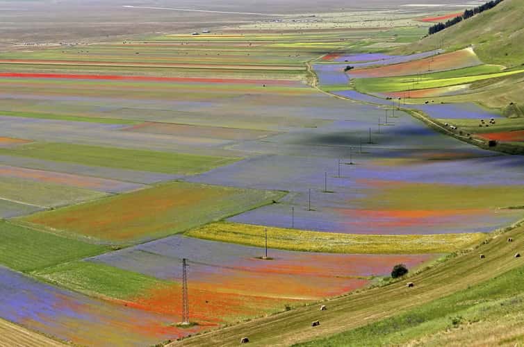 Fioritura at Castelluccio di Norcia - Umbria