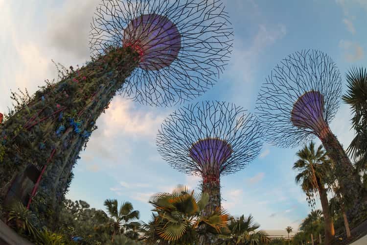 Gardens by the Bay SuperTree forest, Singapore