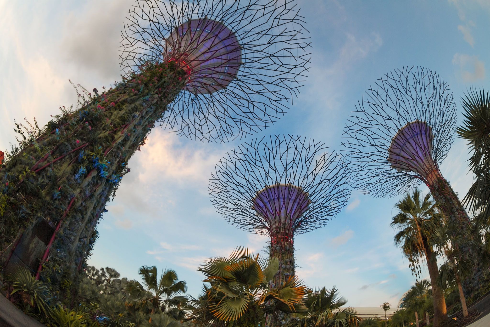 Gardens by the Bay SuperTree forest, Singapore, Singapore