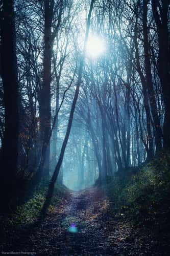 Mystical forest path near Oberpleis
