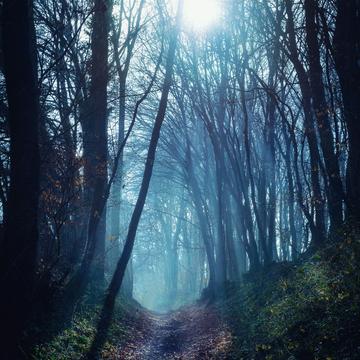 Mystical forest path near Oberpleis, Germany