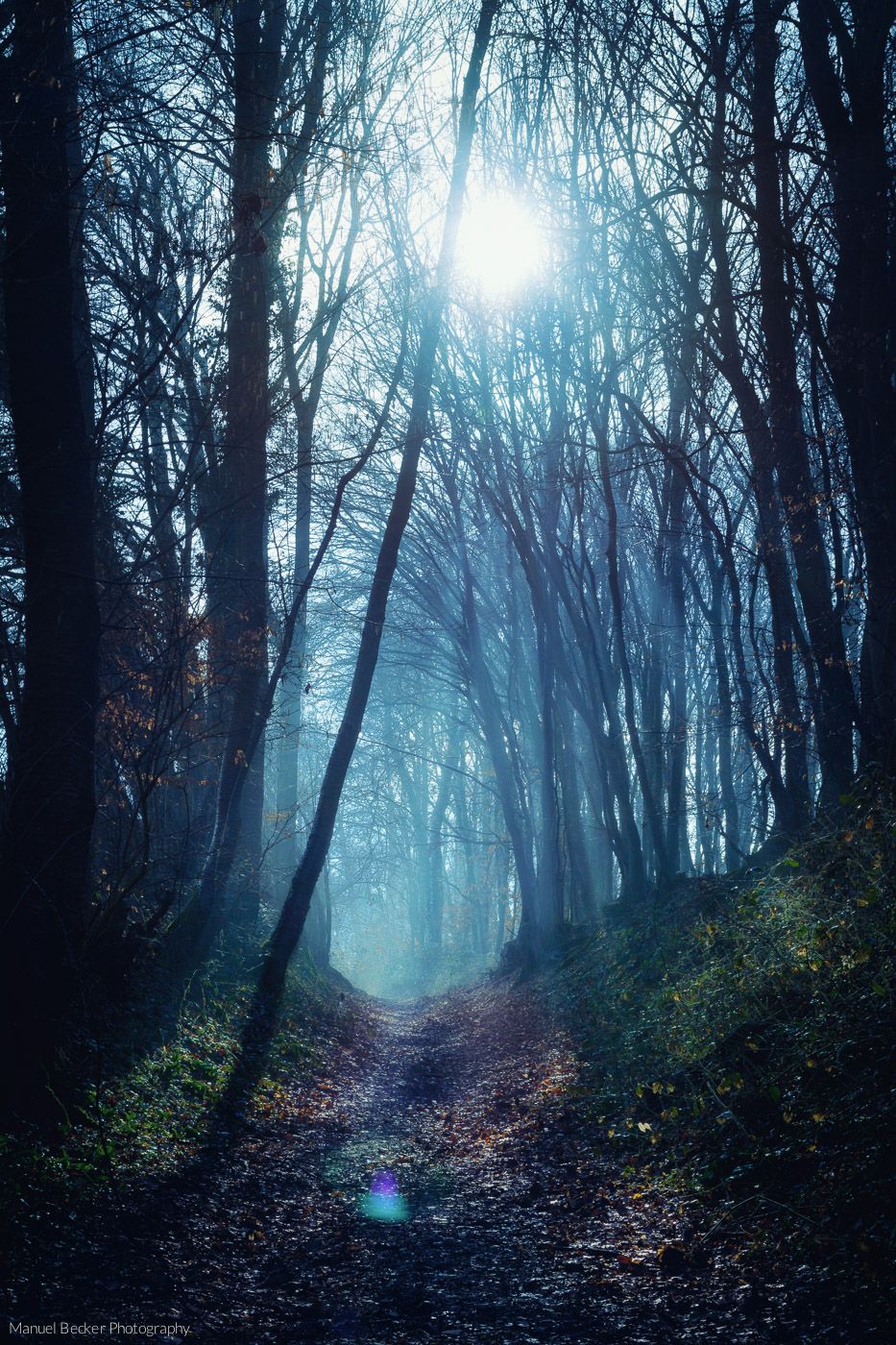 Mystical forest path near Oberpleis, Germany