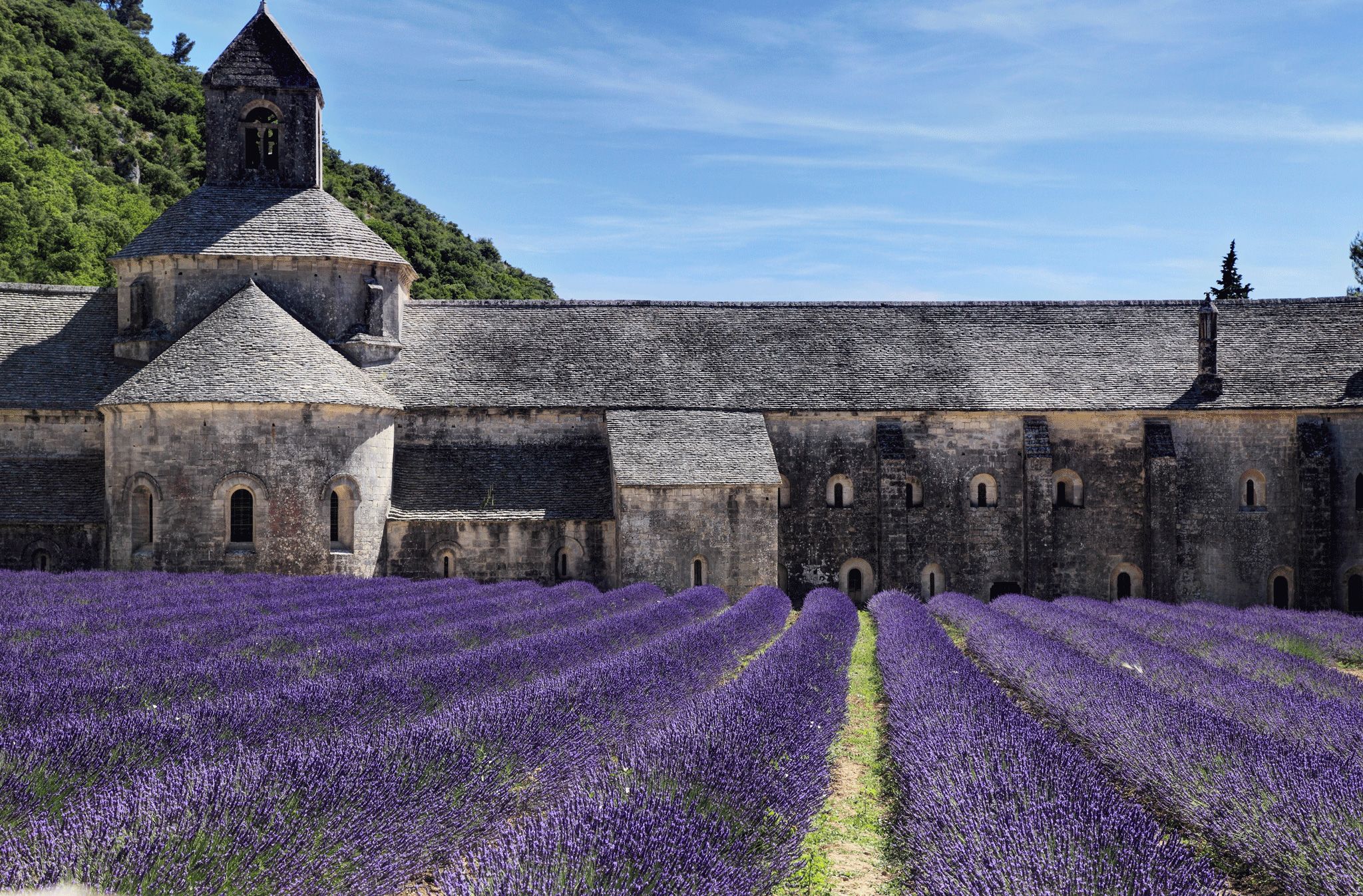 Lavender blossom at Notre-Dame de Sénanque, France