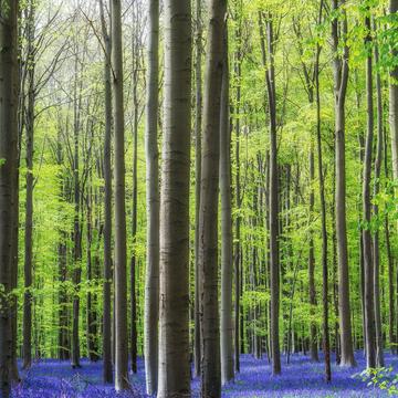 Bluebell forest Hallerbos near Brussels, Belgium