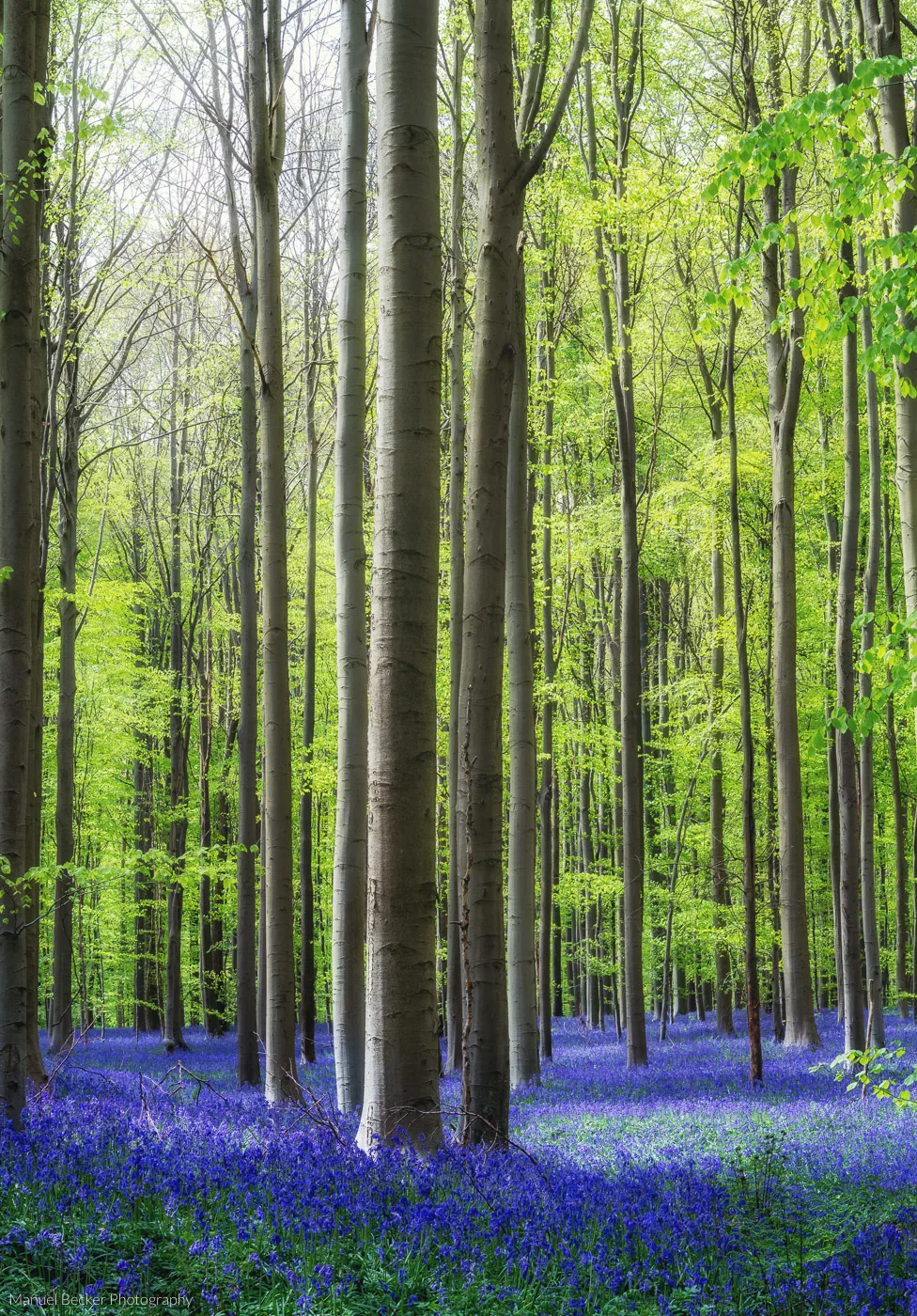 Bluebell forest Hallerbos near Brussels, Belgium
