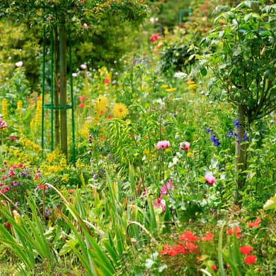 Monet's Garden at Giverny, France