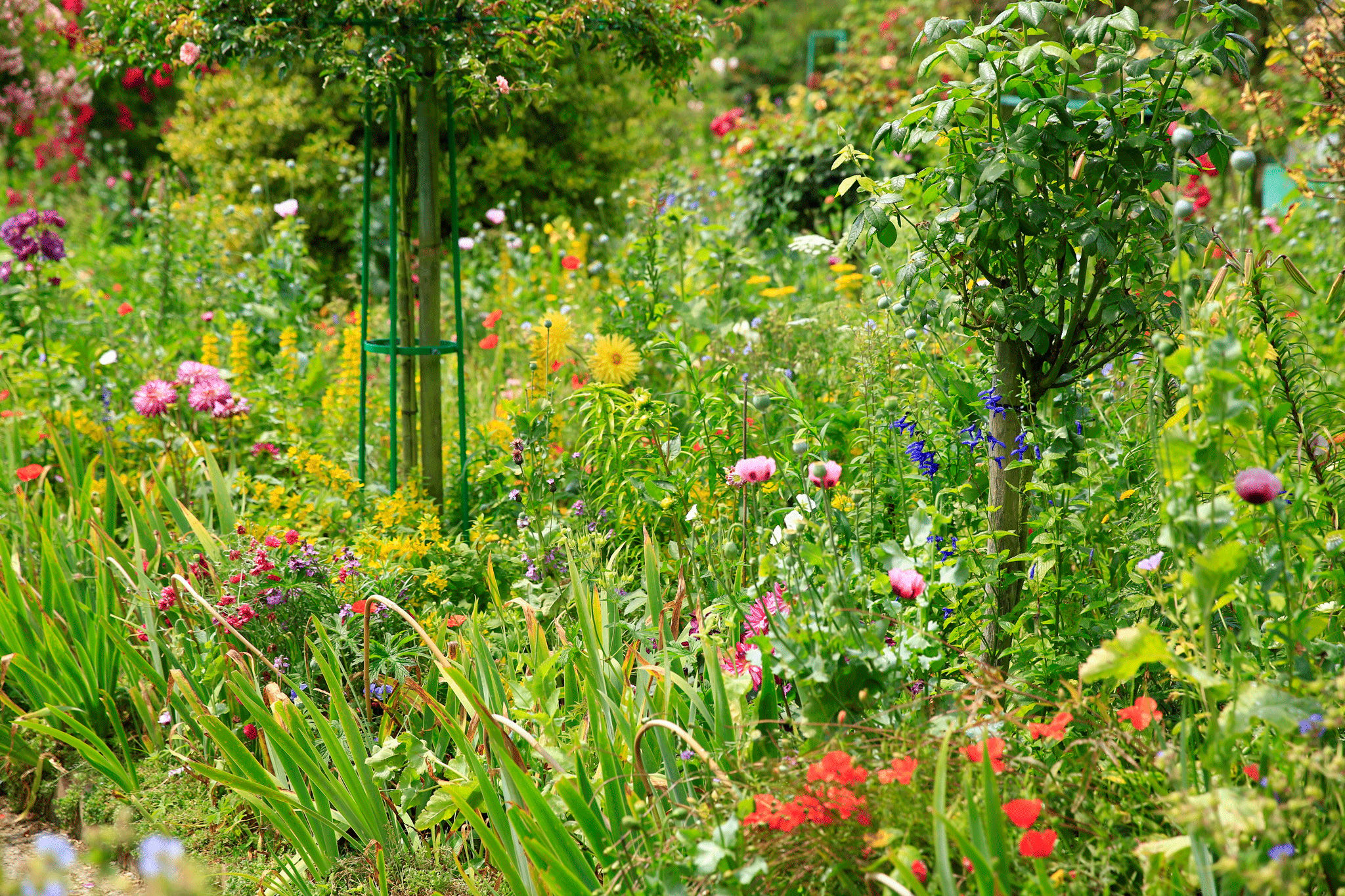 Monet's Garden at Giverny, France