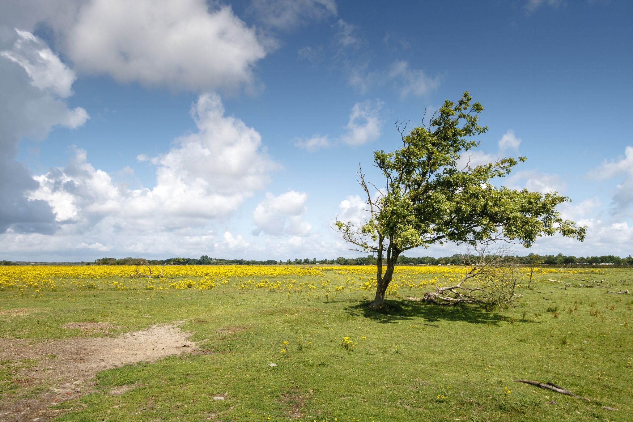 One tree, Netherlands