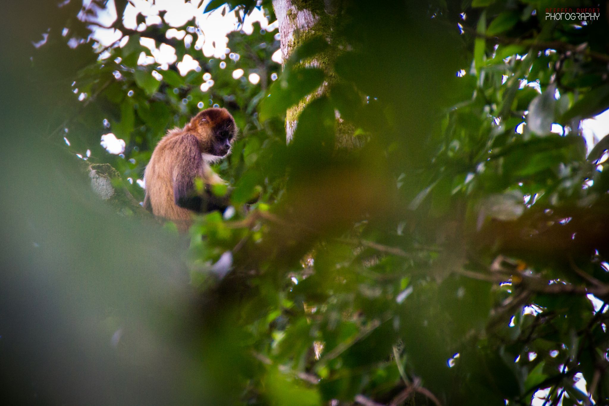 Tortuguero, Costa Rica