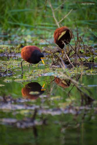 Tortuguero