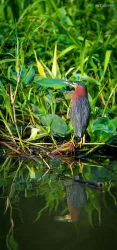 Tortuguero