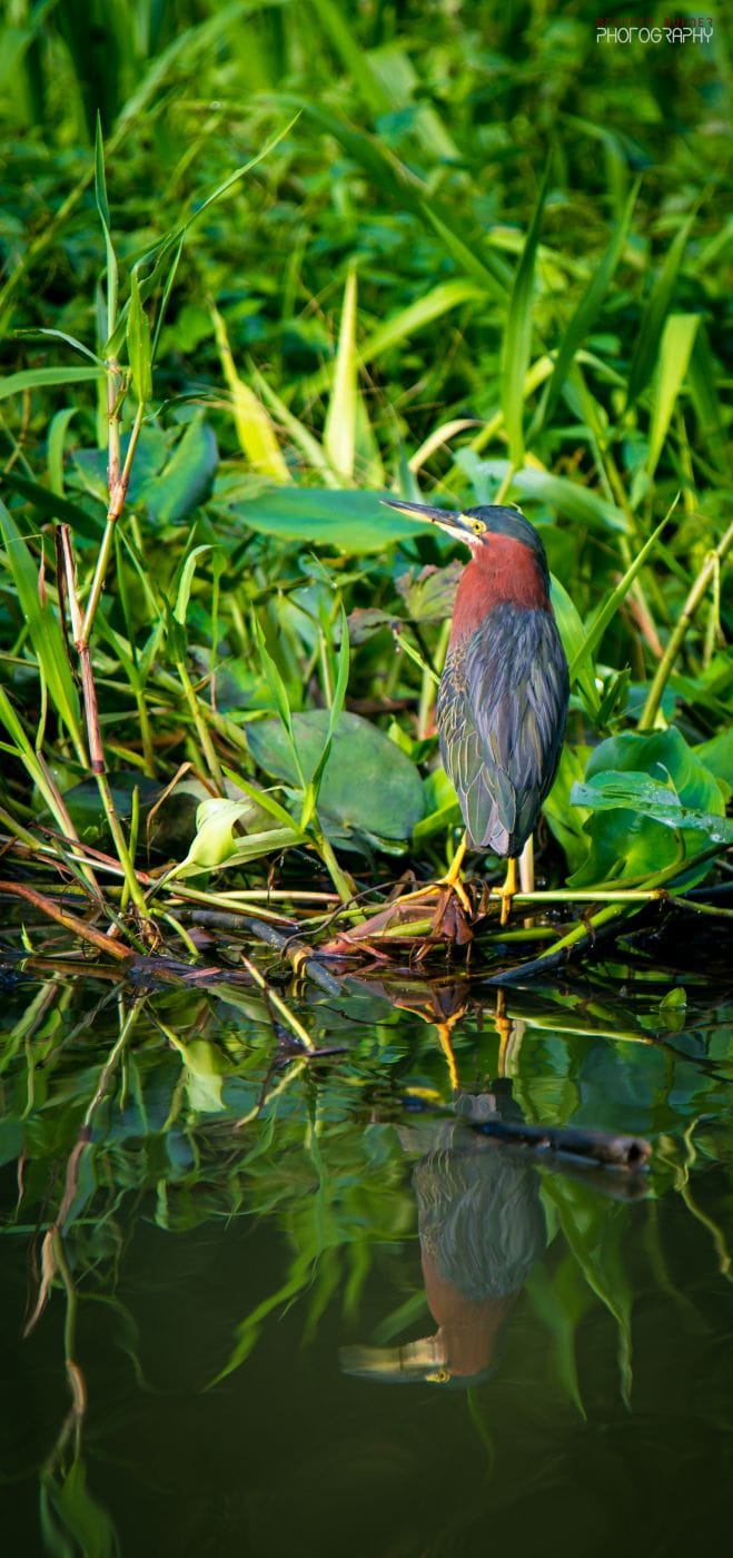 Tortuguero, Costa Rica