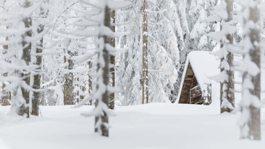 Cabin in the woods
