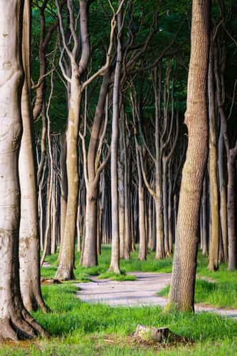 Gespensterwald (Ghost Forrest), Nienhagen