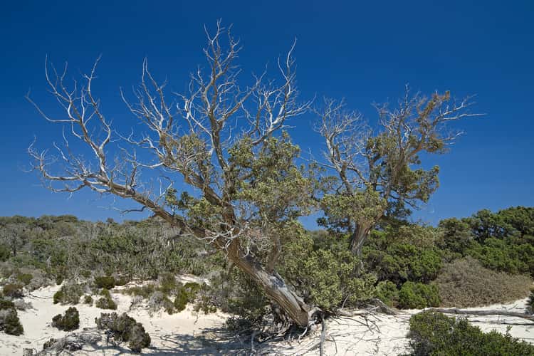 Island Chrisi