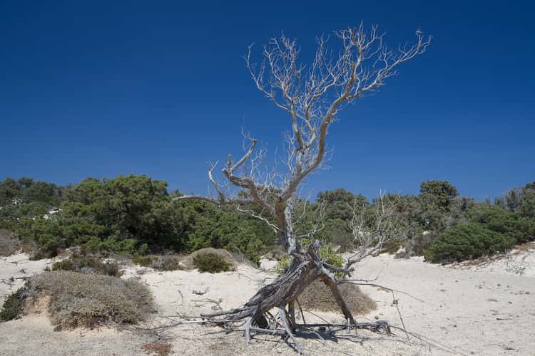 Island Chrisi