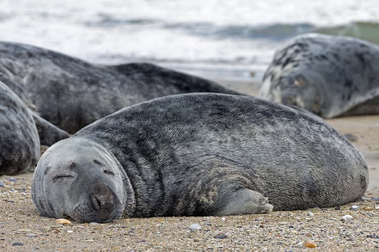 Seal colony on Düne