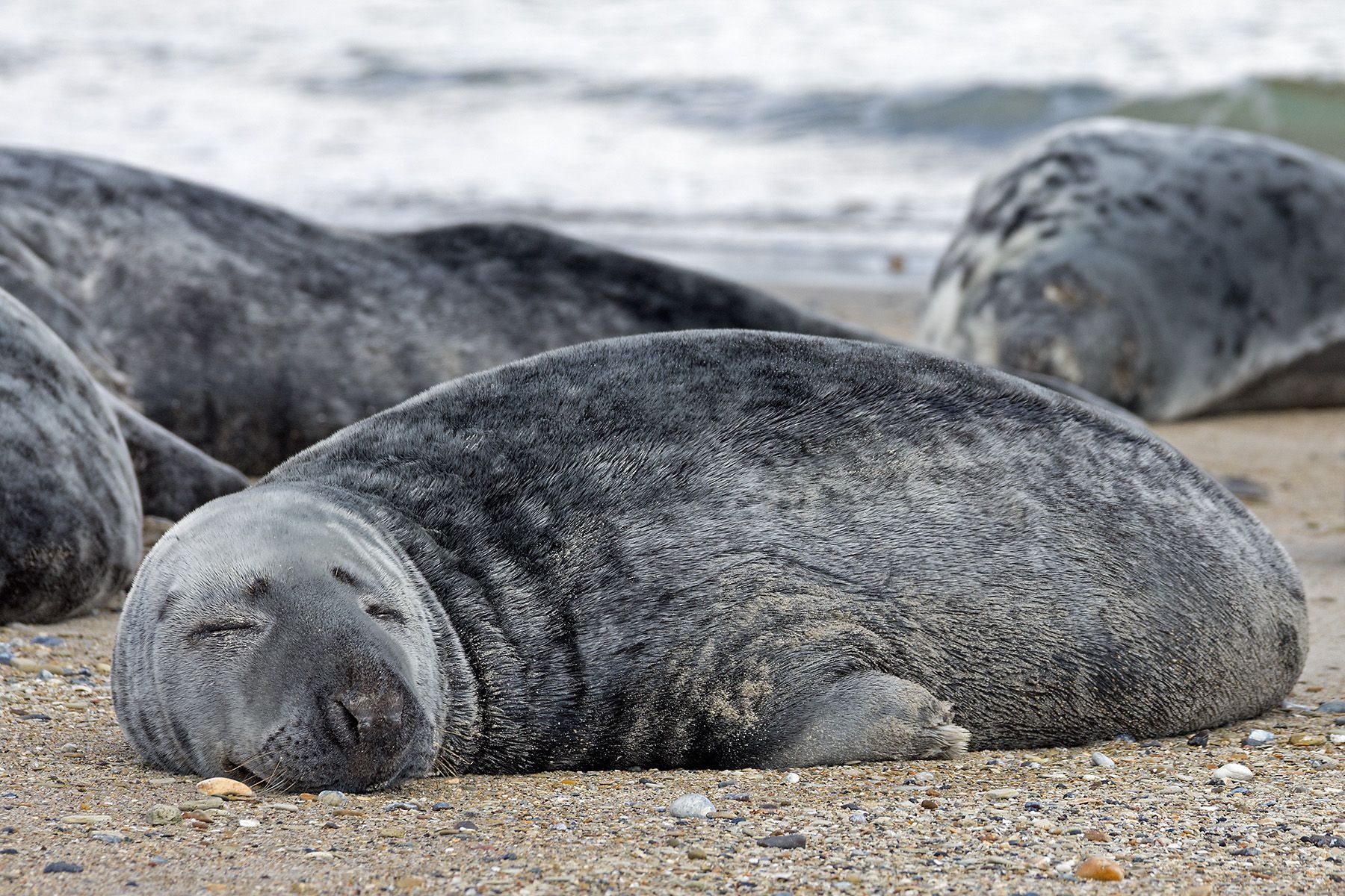 Seal colony on Düne, Germany
