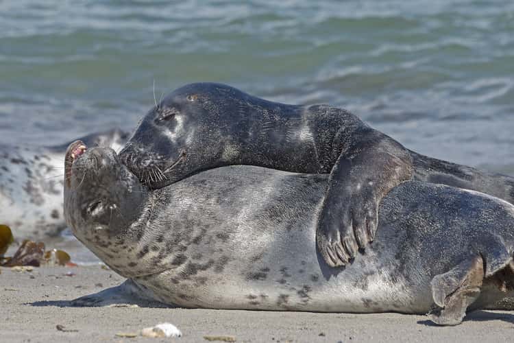 Seal colony on Düne