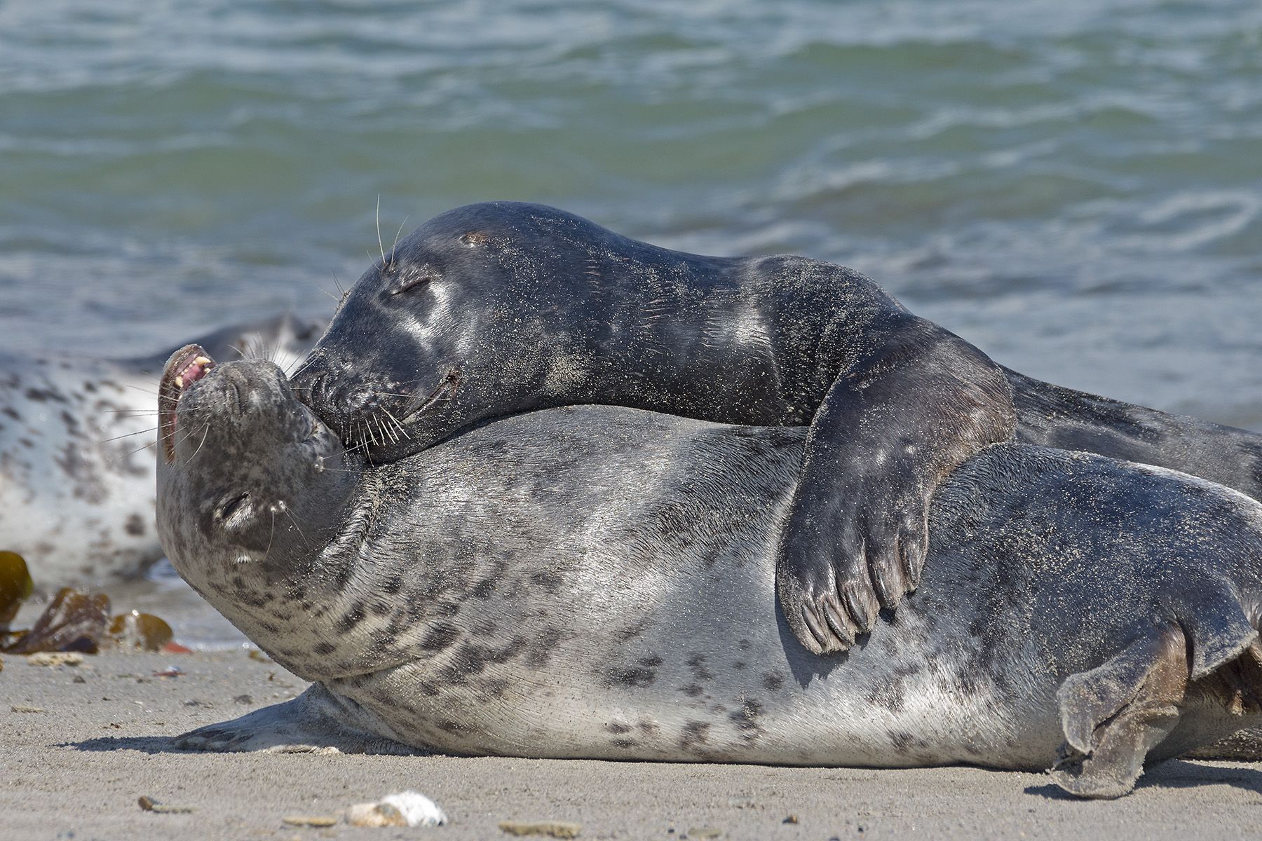 Seal colony on Düne, Germany