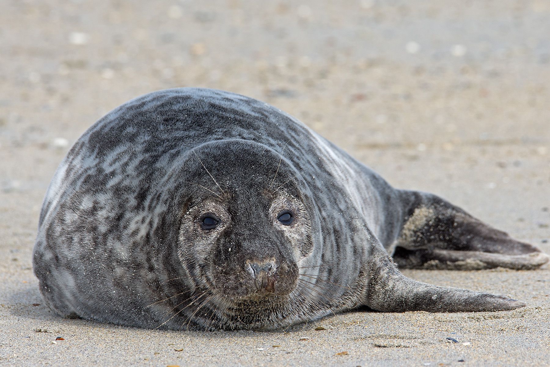 Seal colony on Düne, Germany
