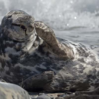 Seal colony on Düne, Germany