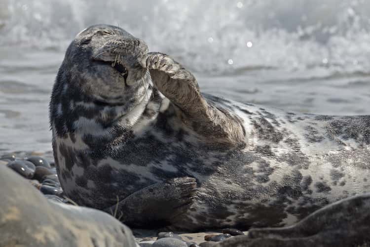 Seal colony on Düne