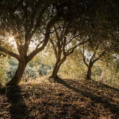 Three Olive Trees, Greece