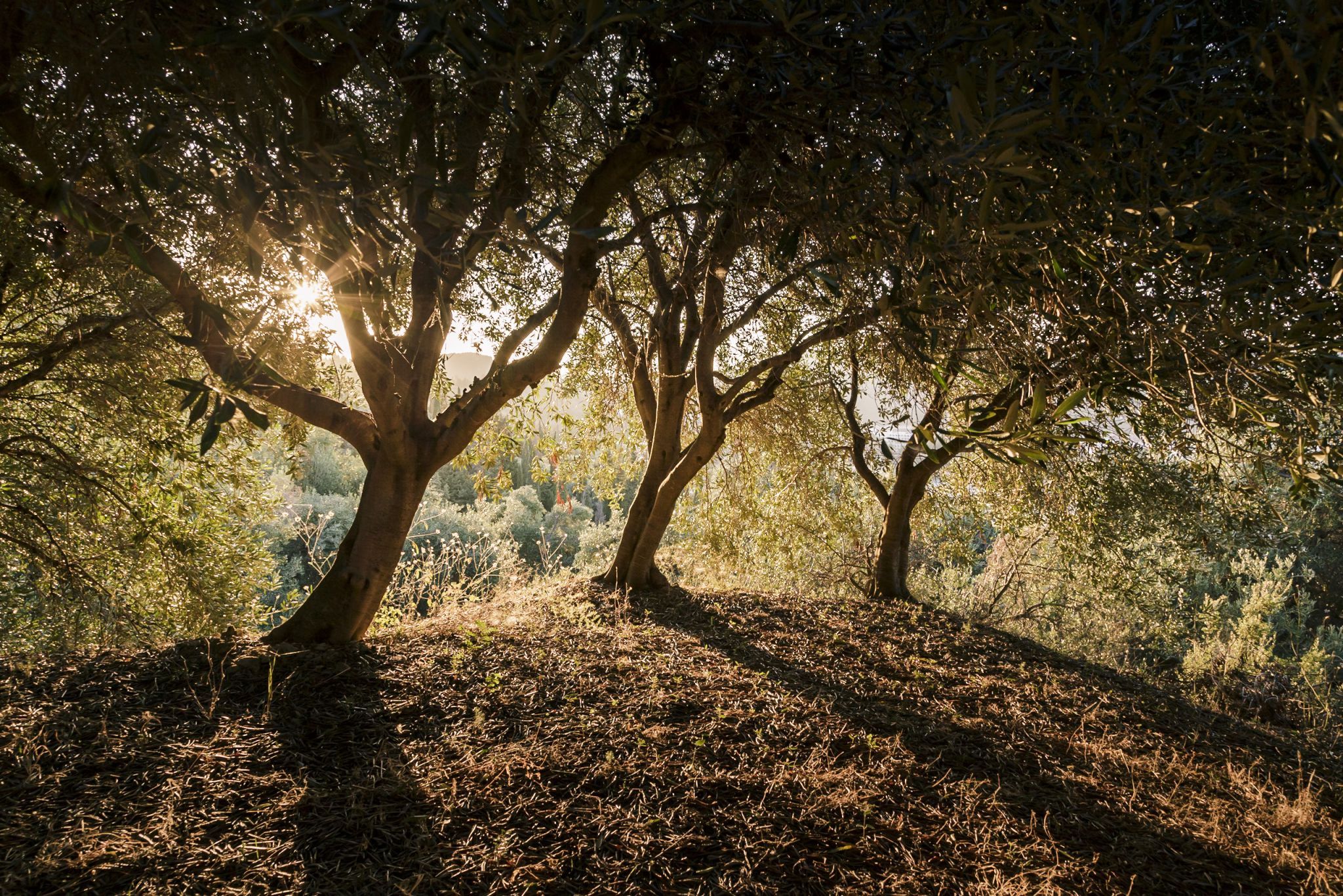 Three Olive Trees, Greece
