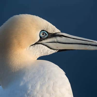 Basstölpel (Morus bassanus), Germany