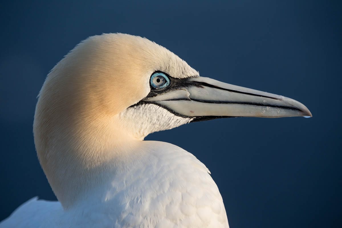 Basstölpel (Morus bassanus), Germany