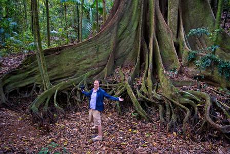 Giant Fig Trees in Queensland